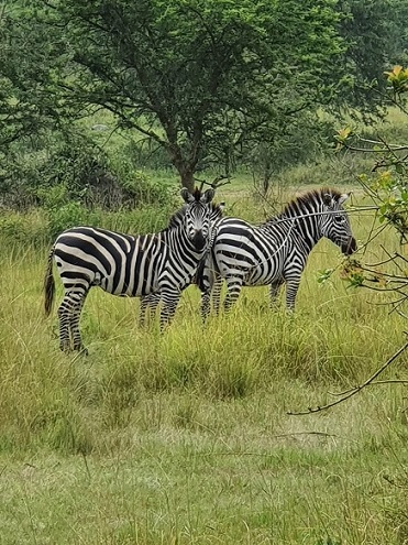 Der Nationalpark Lake Mburo ist das Kampala am nächsten gelegene Wildtierparadies. © KK